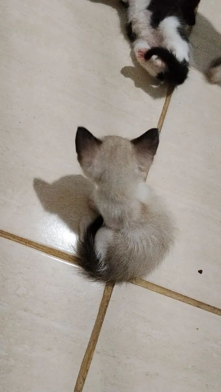 Doação de gatinhos filhotes  - Foto 4