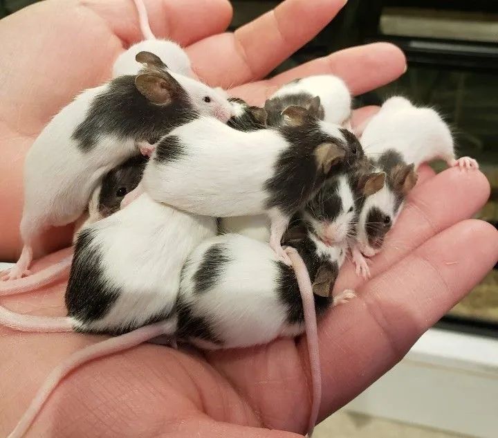 Topolinos puros  - Foto 5