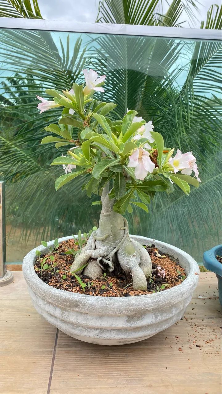 Rosa do deserto - Foto 3
