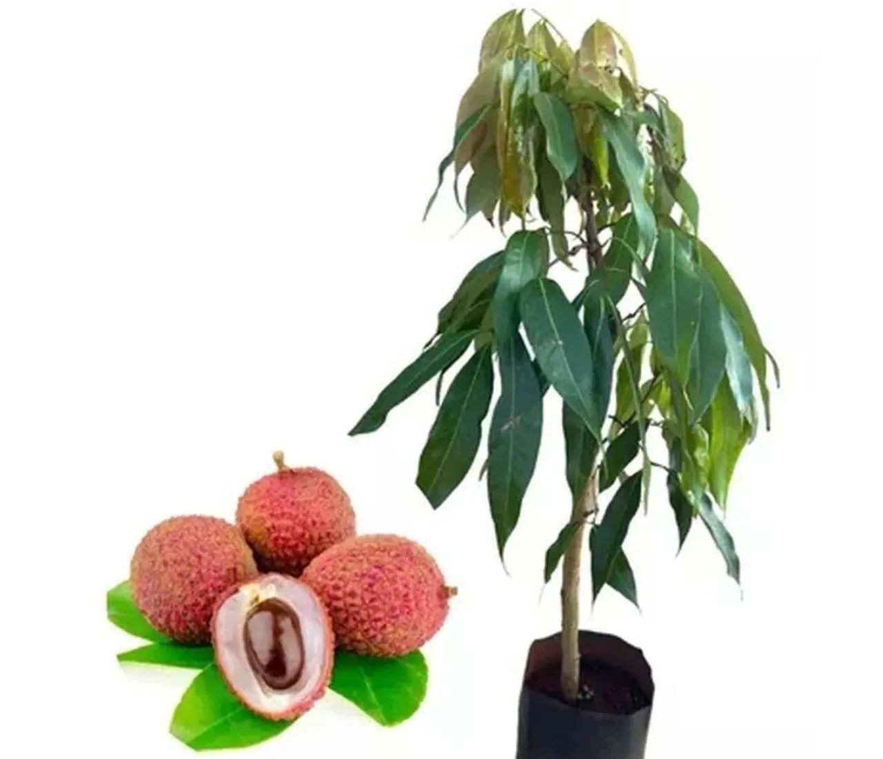 Lichia 