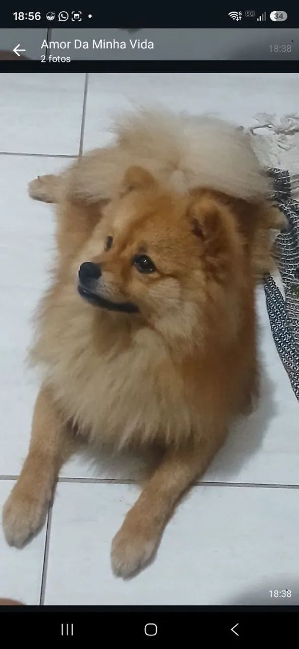 Cachorro  - Foto 2