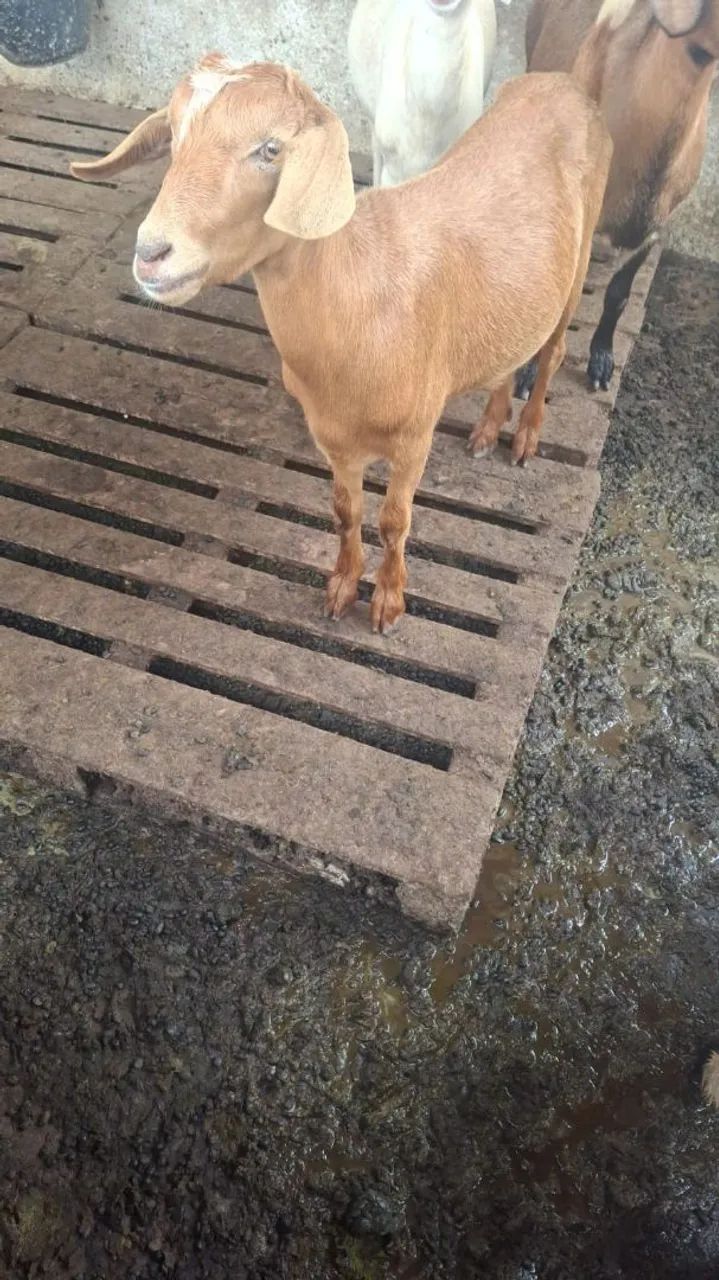 Cabra