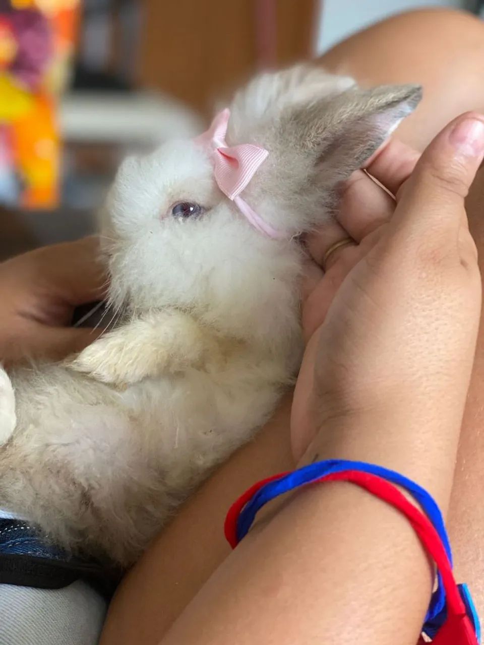 Mine Coelhos da raça Lion Lindos  - Foto 3