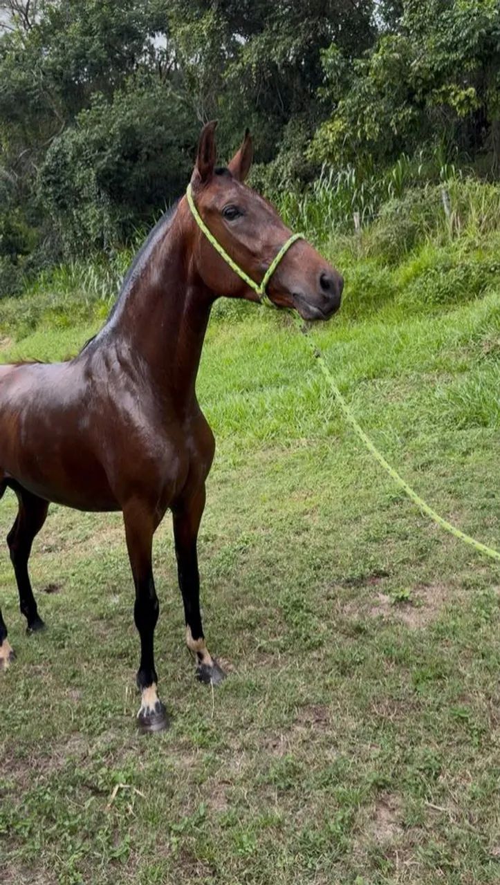 Potra Mangalarga Marchador  - Foto 3