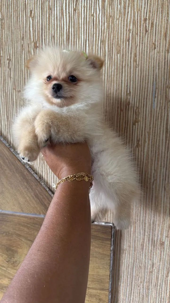 Spitz Alemão ursinho 
