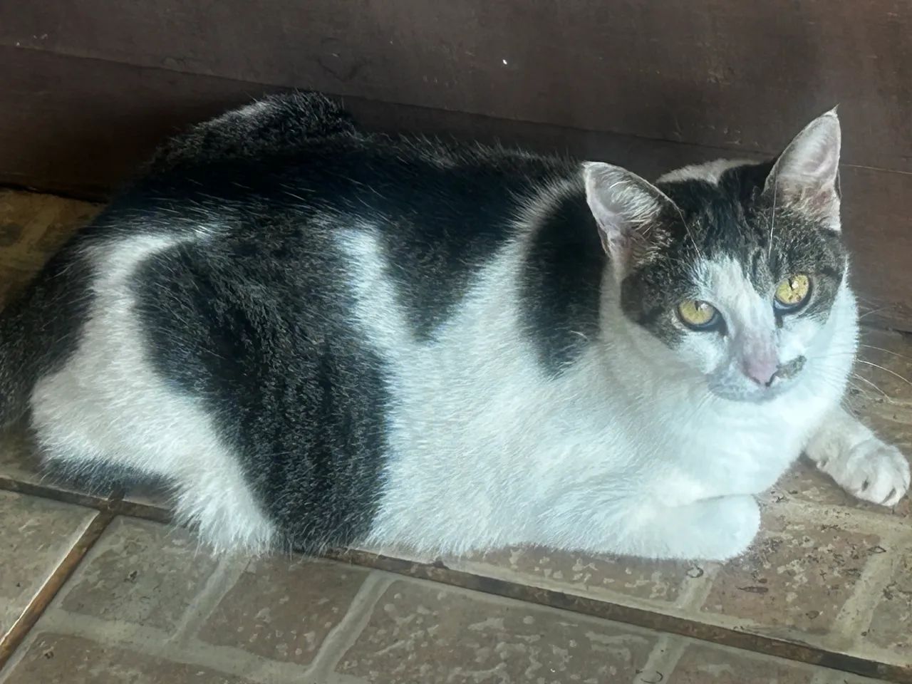 Gata castrada - Foto 2