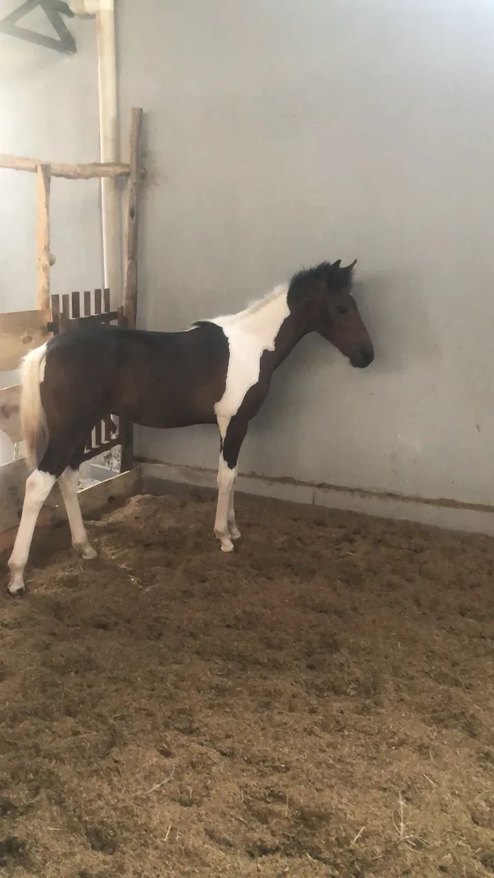 Potro manga larga  - Foto 2