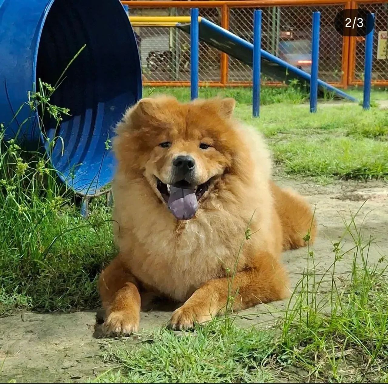 Doacao Chow Chow - Foto 2
