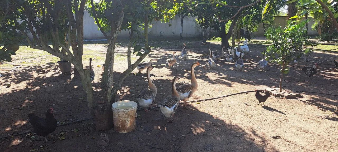 Vendo gansos chinês parado  - Foto 2