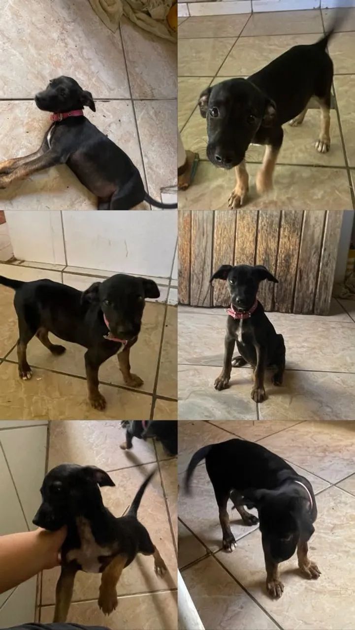 cachorros pra adoção 