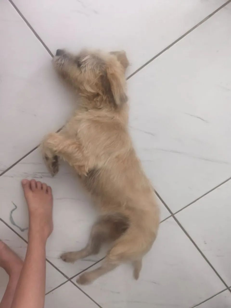 Cachorro doação  - Foto 2
