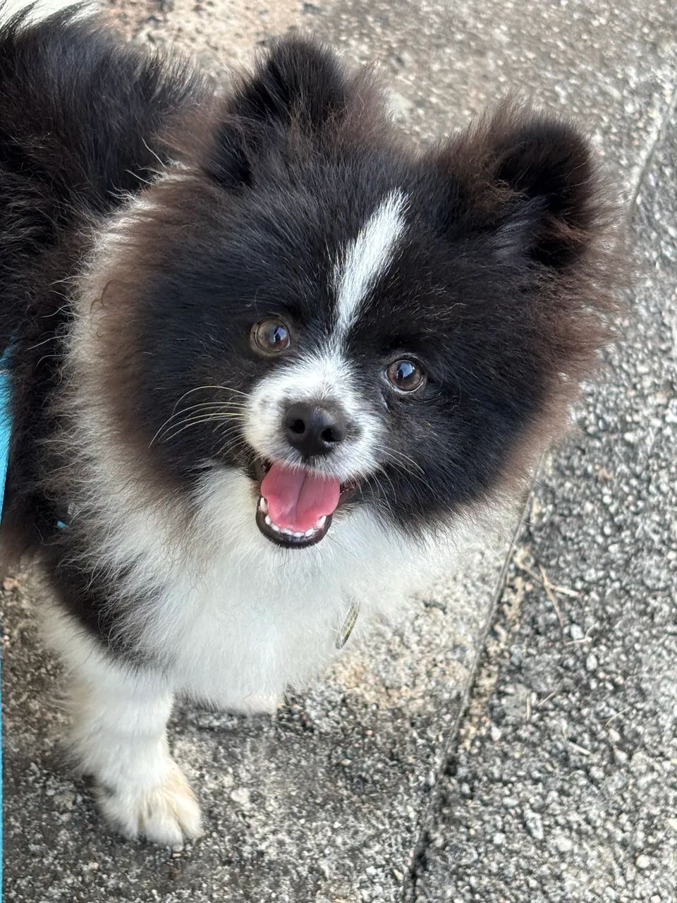 Spitz Alemão Macho