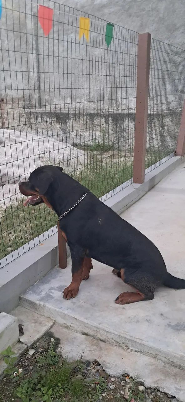 Vendo Rottweiler macho com dez meses, TOP!