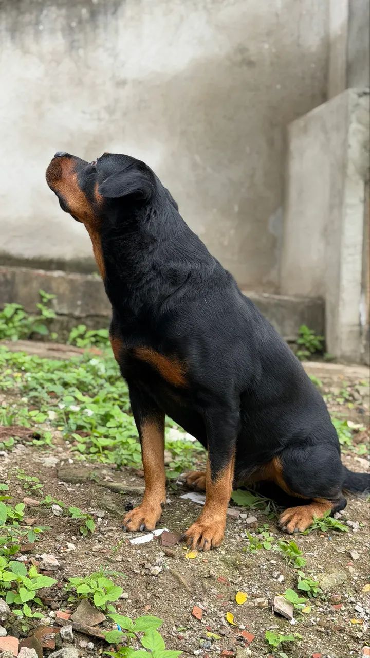 Animal - Foto 2