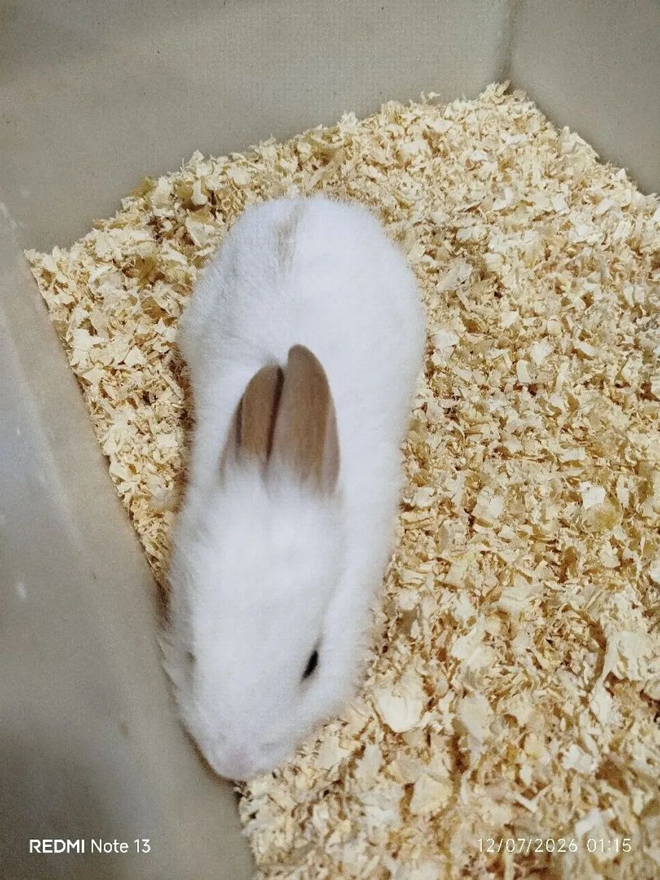 Coelhos  - Foto 2