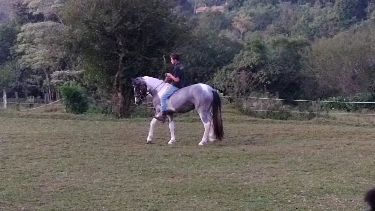 Vende-se Cavalo Manga Larga e um Pônei, castrados,12,000 os dois - Foto 4