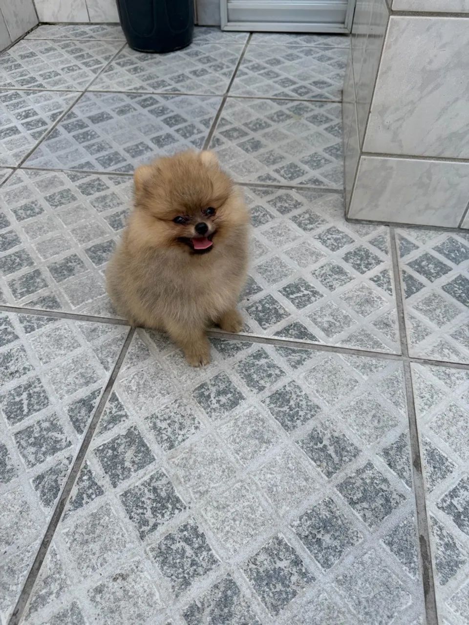 Venda de Spitz Alemão  - Foto 3