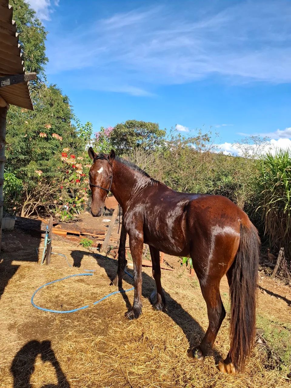 Cavalo SHOW
