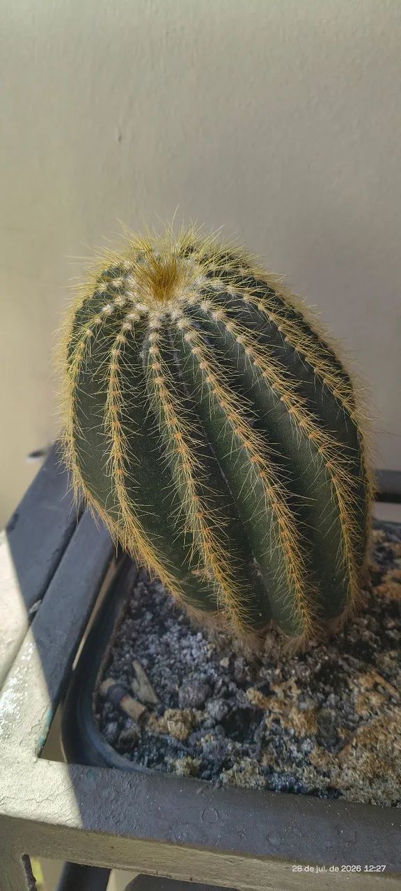 Cacto Parodia Magnifica 