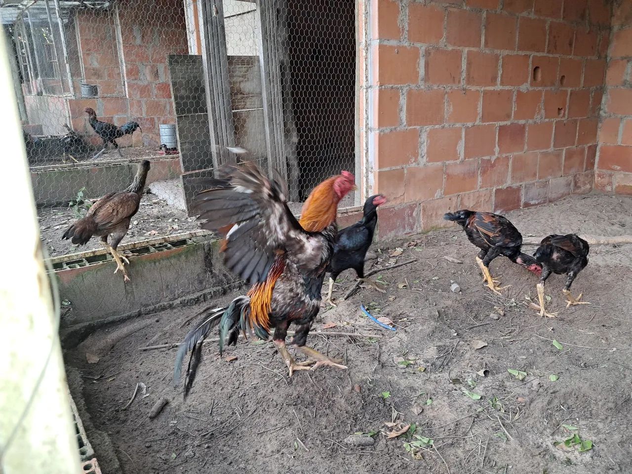 Galinha india raça pura