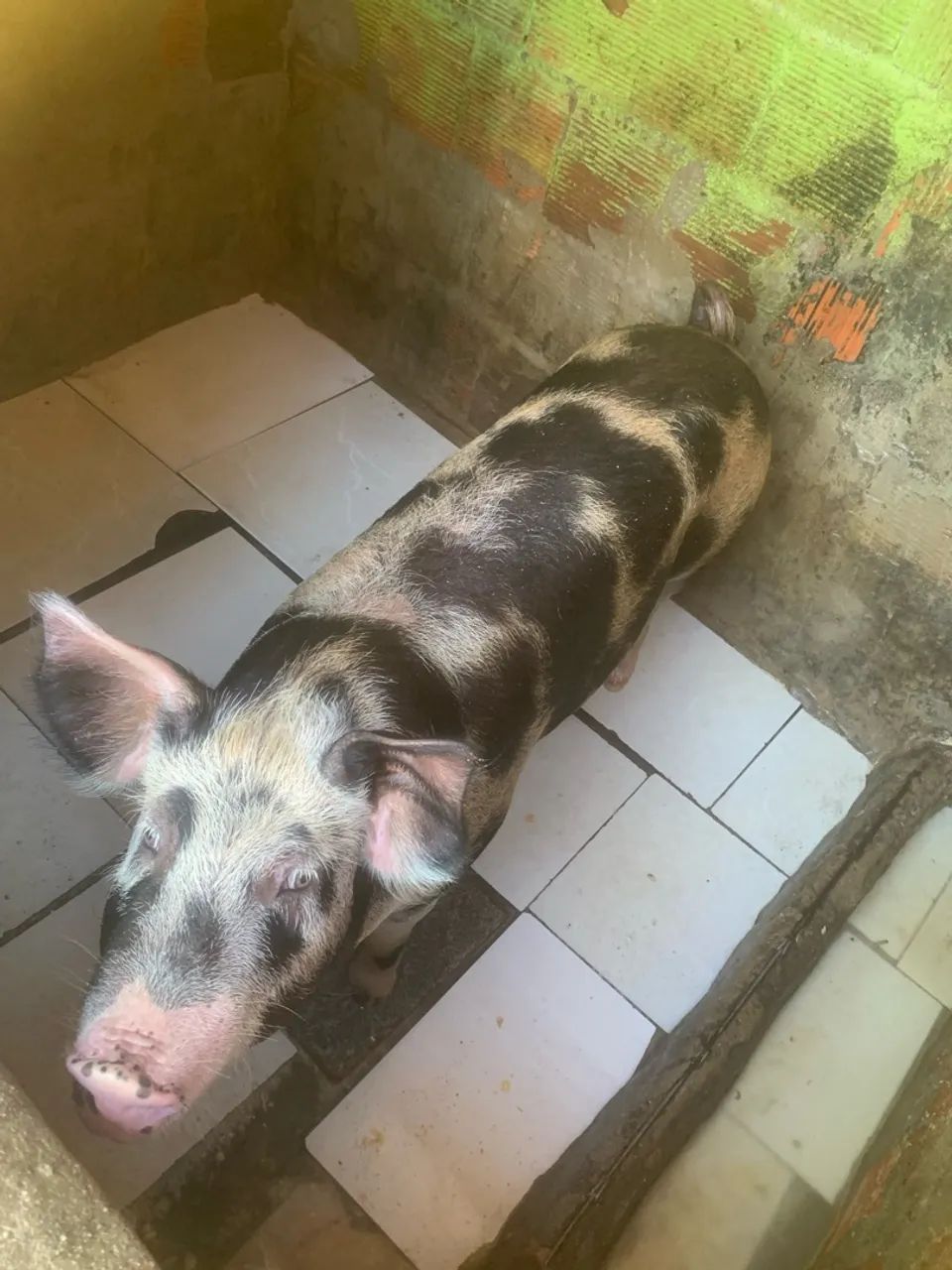 Porca - Foto 5