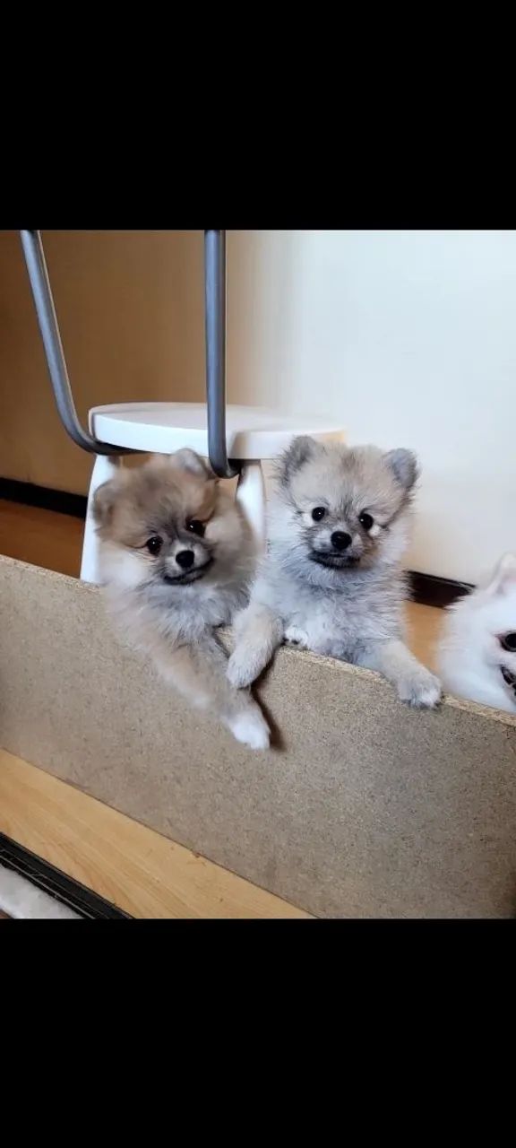 Lulu da Pomeranea (Spitz Alemão) - Foto 3