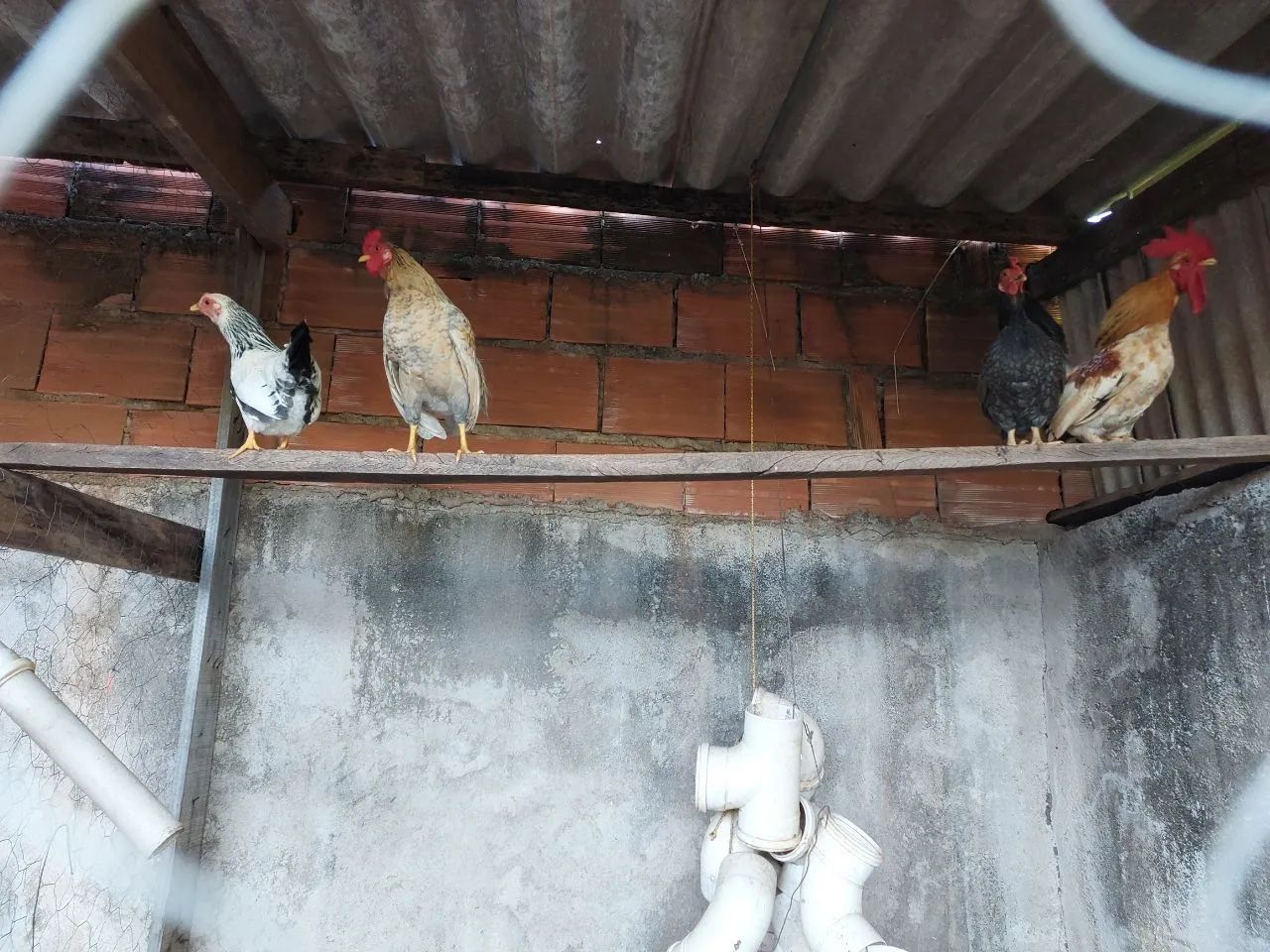3 Casais de Galizé - Foto 2