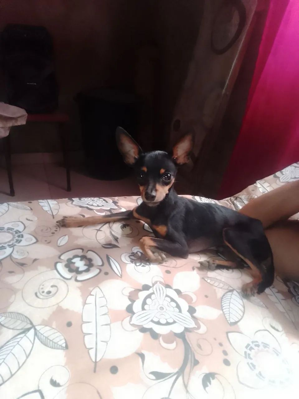 Cachorro Pincher 1 - Foto 2