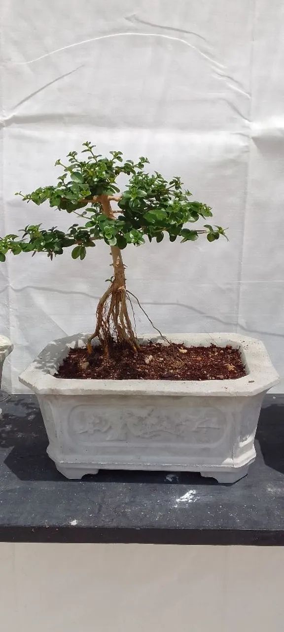 Bonsai - Foto 3