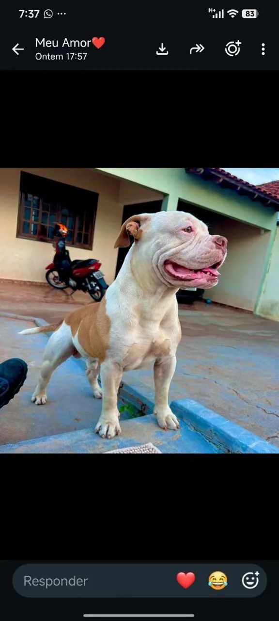 American Bully - Foto 2
