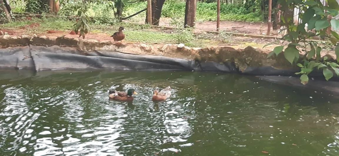Gansos,marreco, patos a venda  - Foto 2