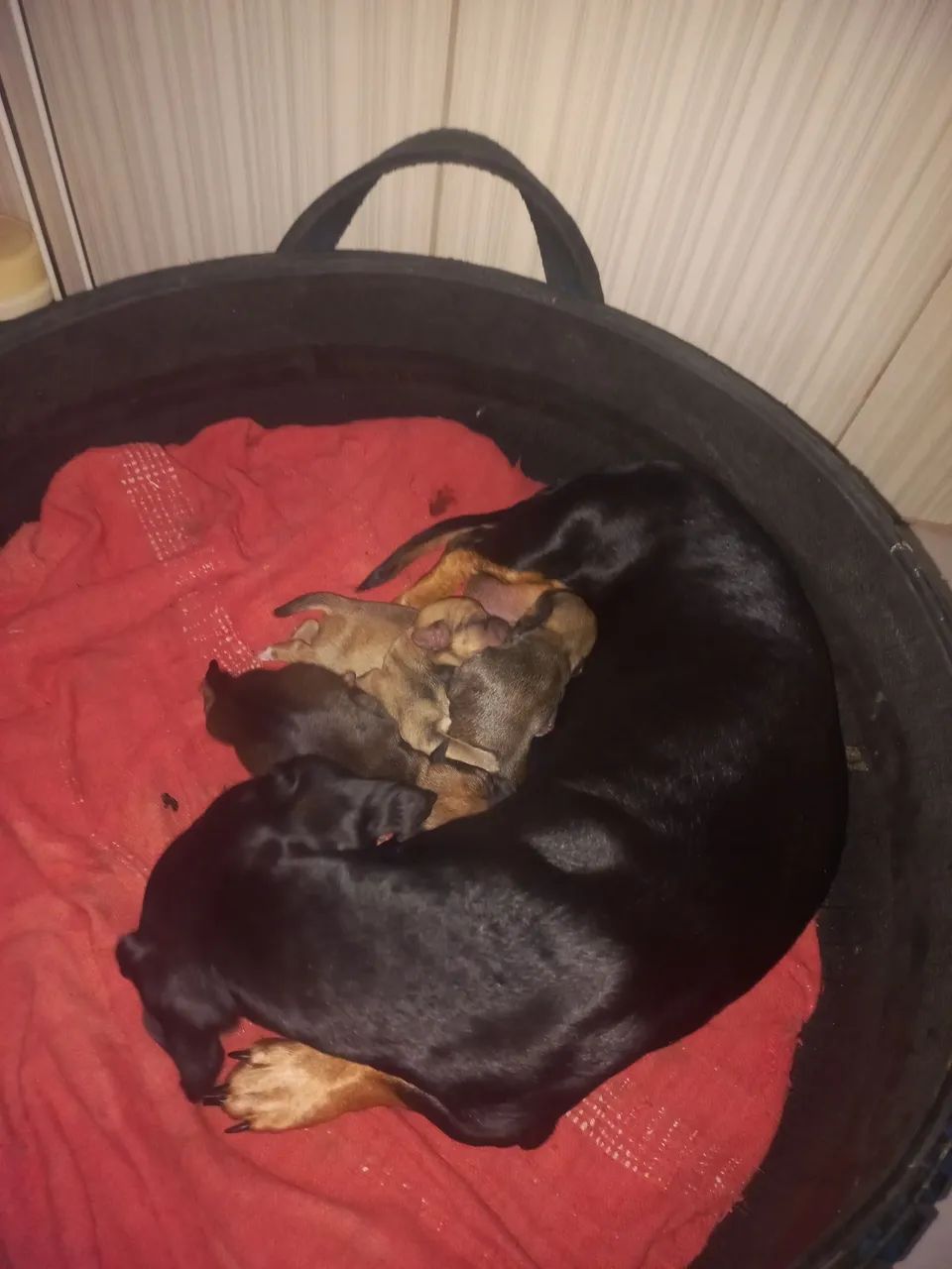 Dog - Foto 3
