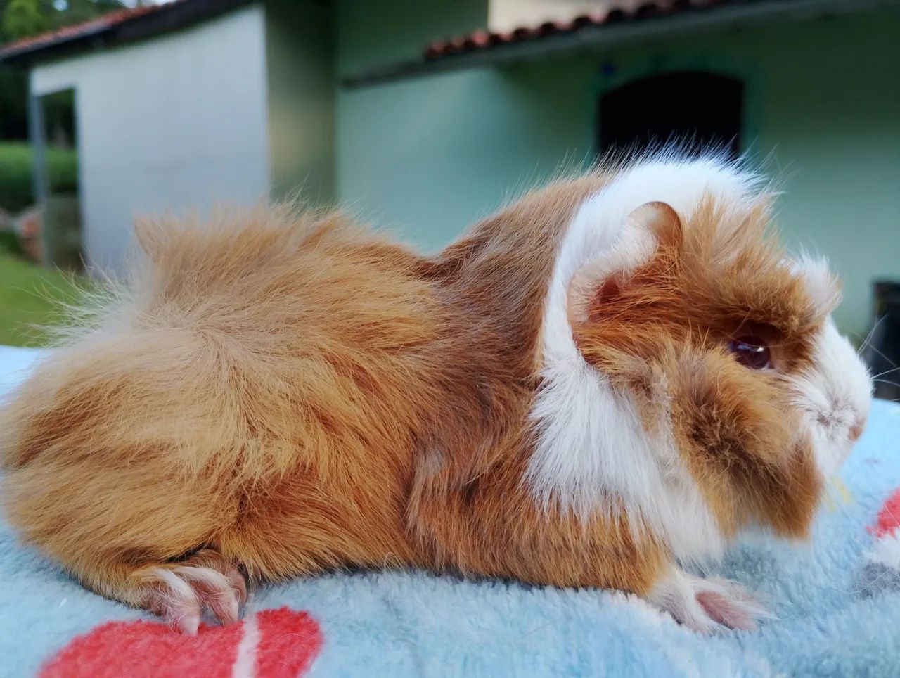 Porquinho da índia abissínio 