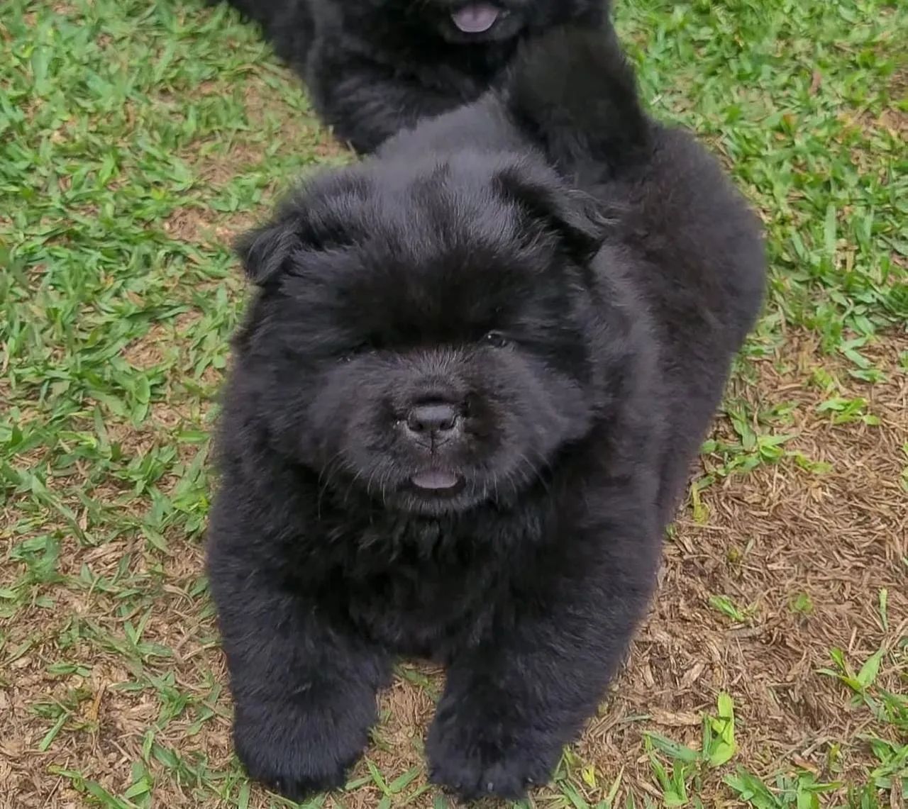 Chow Chow  - Foto 2