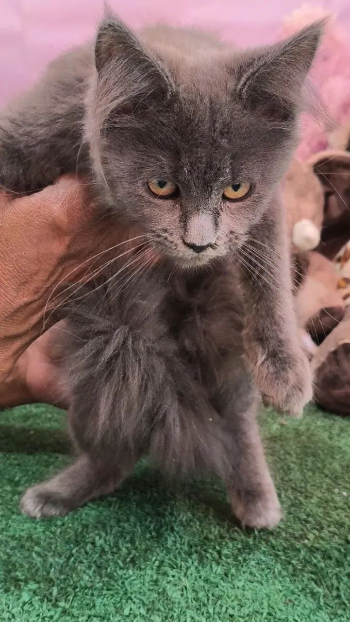 Maine Coon  - Foto 2