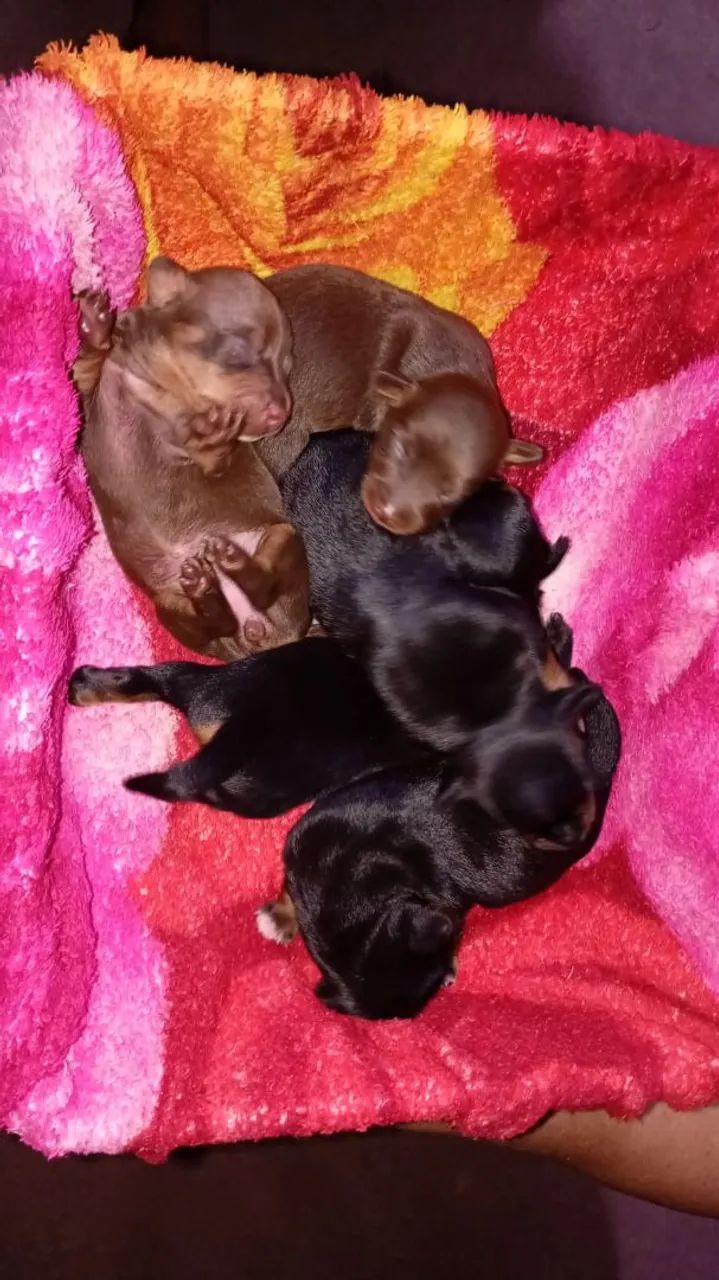 Cachorro pinscher