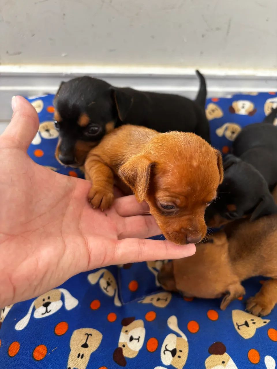 Vende se filhote de pinscher  - Foto 3