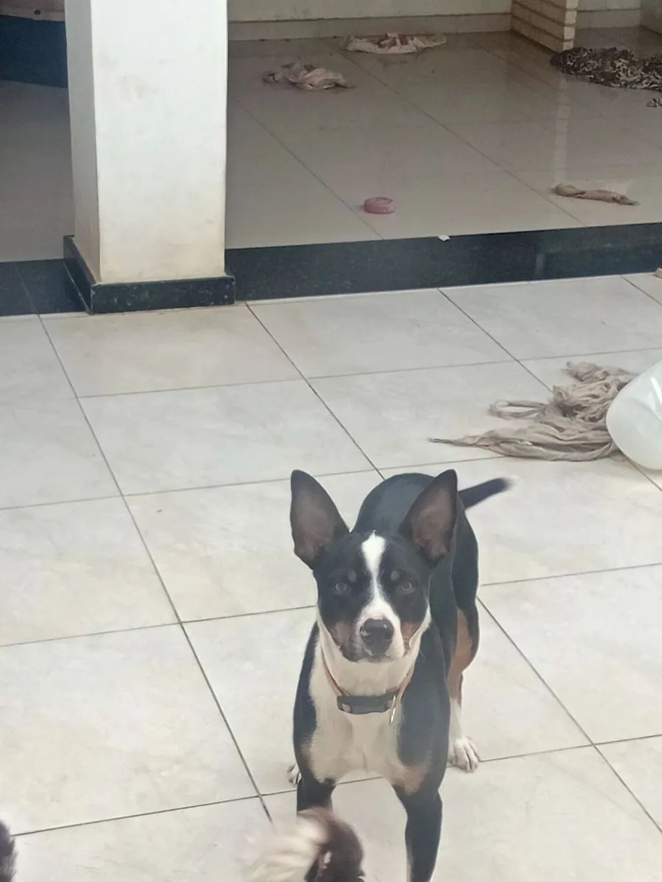 Doação de um  lindo cachorrorinho nome( piter)  - Foto 4