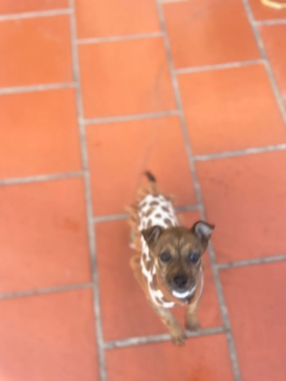 Cachorro  - Foto 4