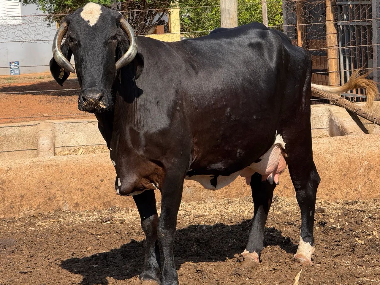 Vaca  - Foto 4