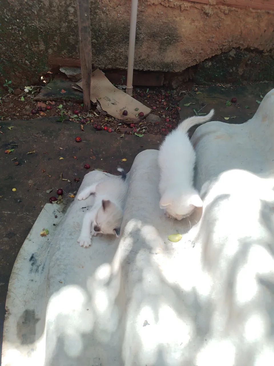 Gatinhos pra doação  - Foto 3