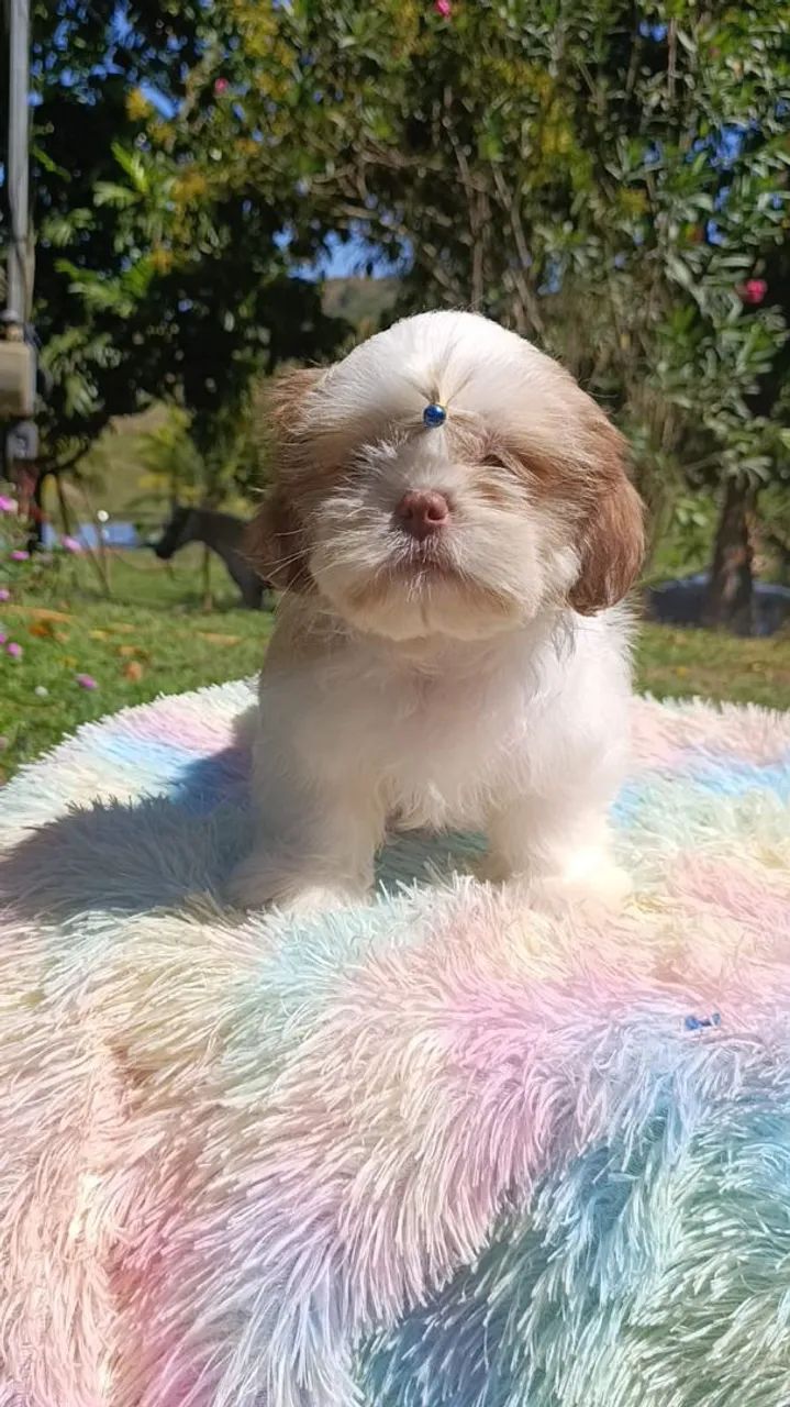 Shihtzu  - Foto 3