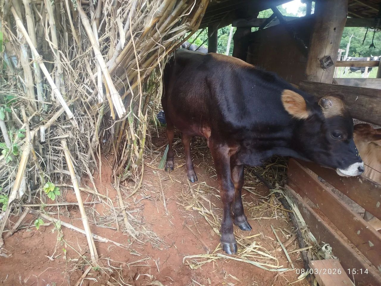 Vende - se  3 bezerros próximos a campo grande  - Foto 2