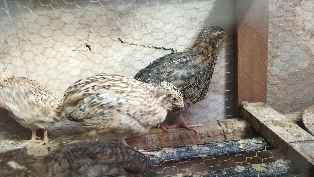 CODORNAS GIGANTES em início d postura 