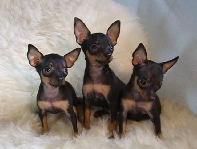 pinscher cães energéticos.