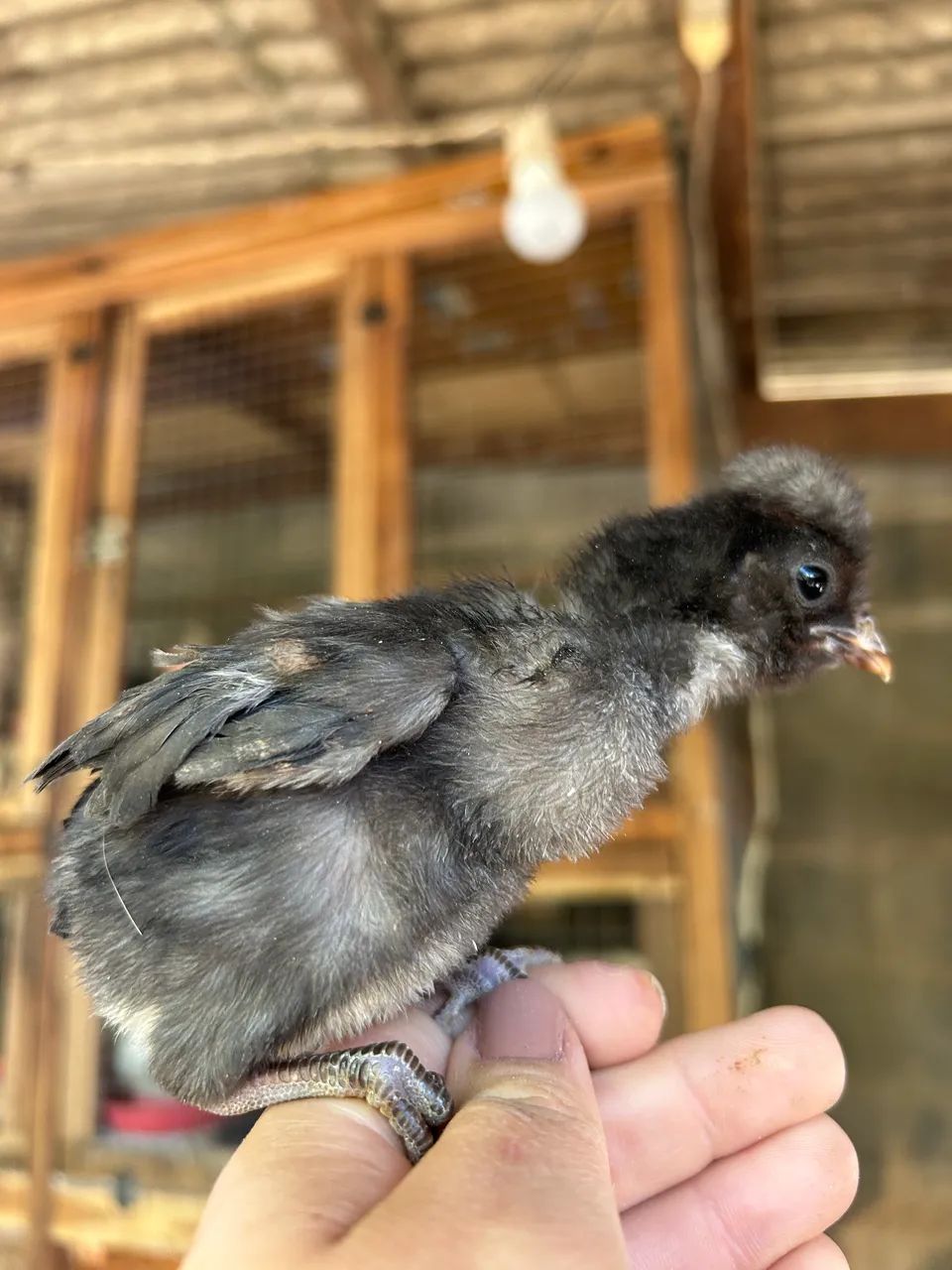 Galinha Polonesa  - Foto 4