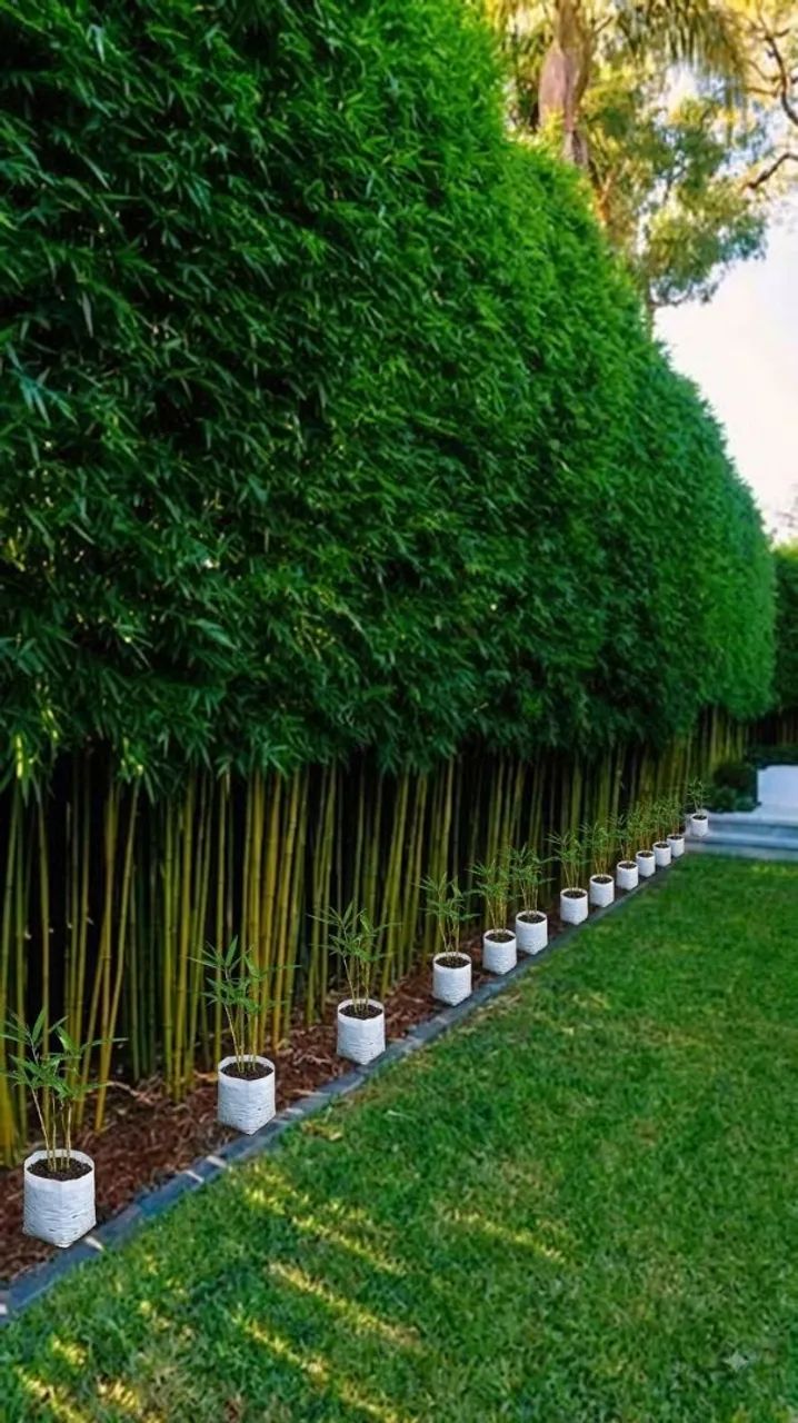 Mudas de bambu 