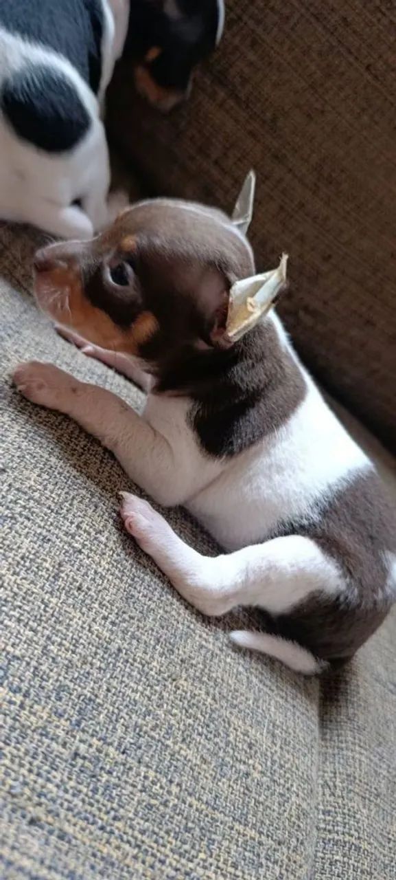 Pinscher  - Foto 3
