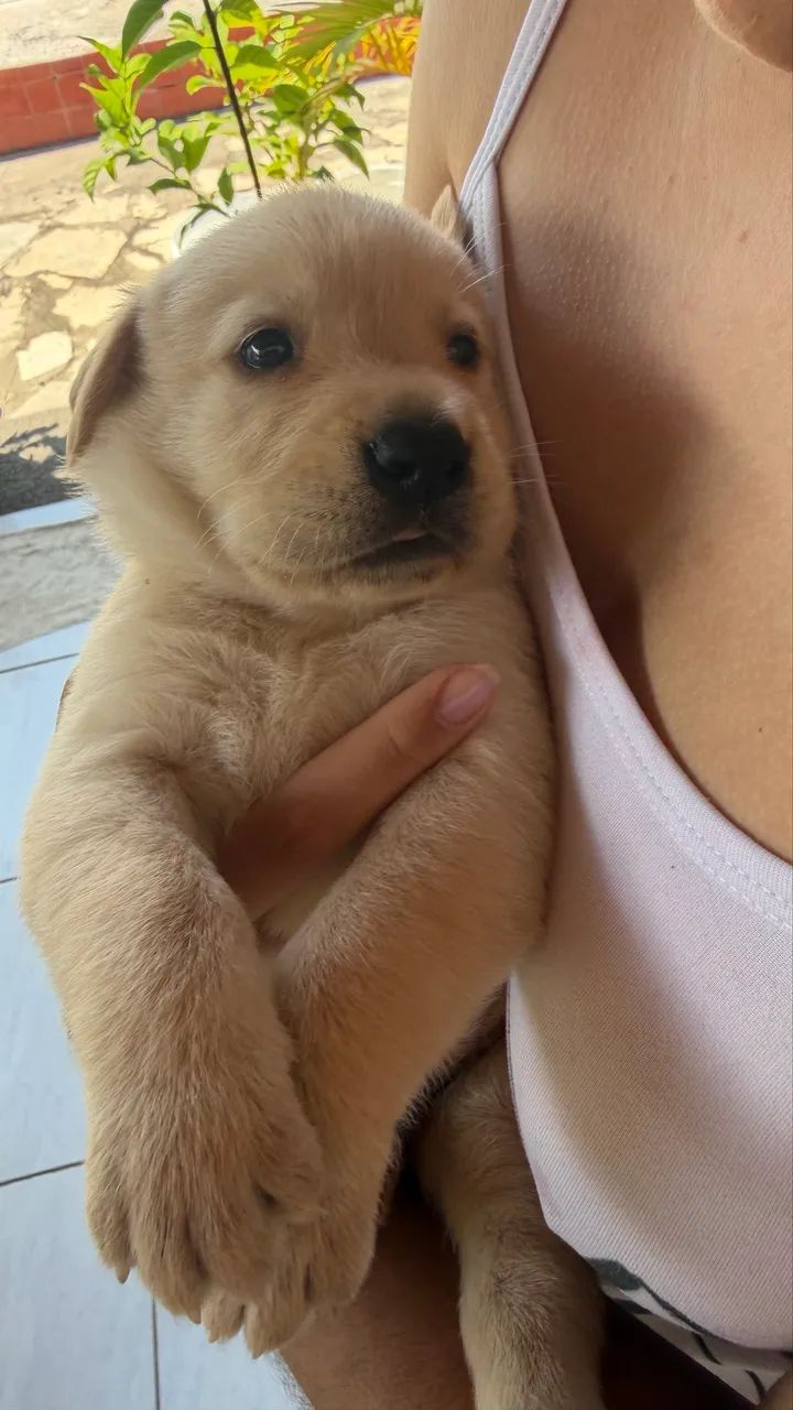 Filhotes de Labrador Puro - Foto 3