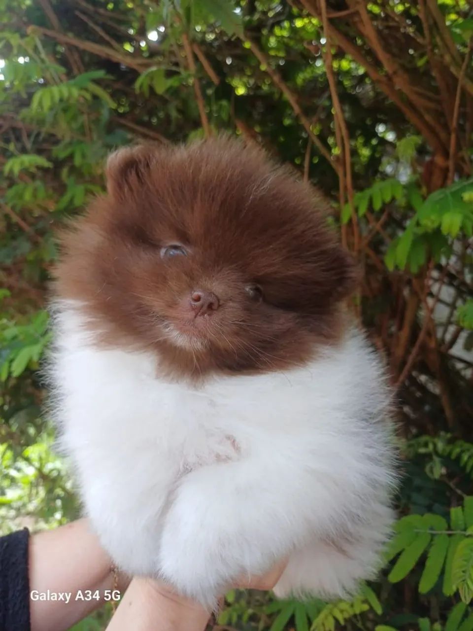 Feminhas de spitz alemão anãzinhas... - Foto 2